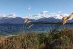 Reeds no vento, Lake Manapouri, Southland, Nova Zelândia.
