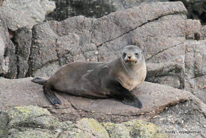 Feminino leão descansando mar em uma rocha, Cape Foulwind, Tauranga - Nova Zelândia