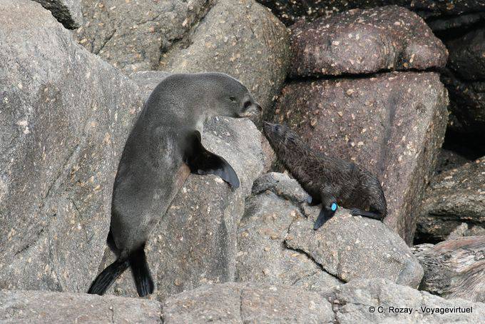 Mãe e filha reunião Arctocephalus forsteri, Cape Foulwind, Tauranga baía - Nova Zelândia