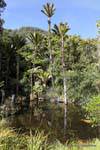 Palmas Nikau e égua preta, Paparoa Parque, Truman Track, Westcoast, Nova Zelândia.