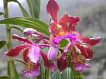 Orquídeas Sobralia dichotoma, Machu Picchu, Peru.