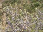 Cactus em Moray, Peru.