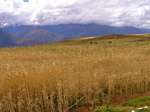 Campo de trigo, em torno de Moray, Peru.