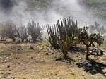 Andina Cactus na estrada para Abancay, Peru.