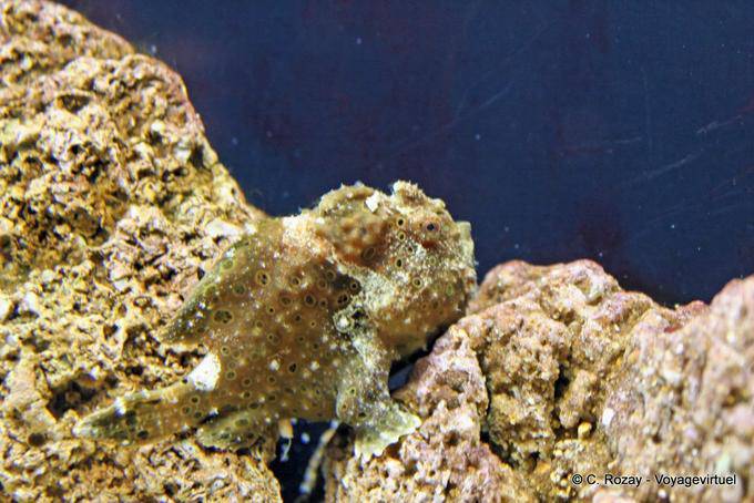 Um peixe bem camuflado, Oceanário, Lisboa - Portugal