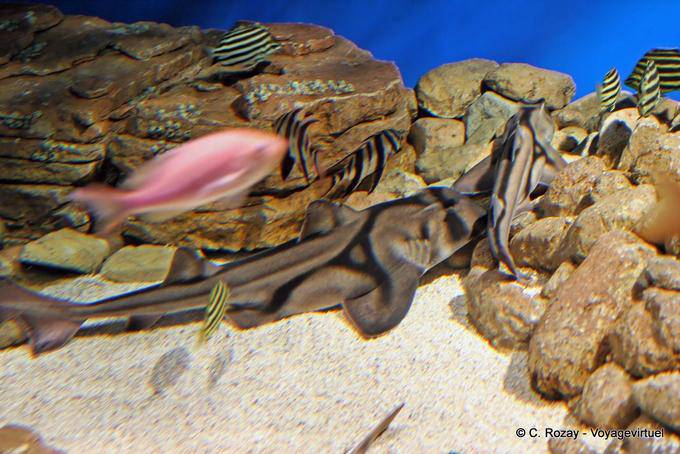 Camuflagem, peixe bobo com listra preta, Oceanário, Lisboa - Portugal