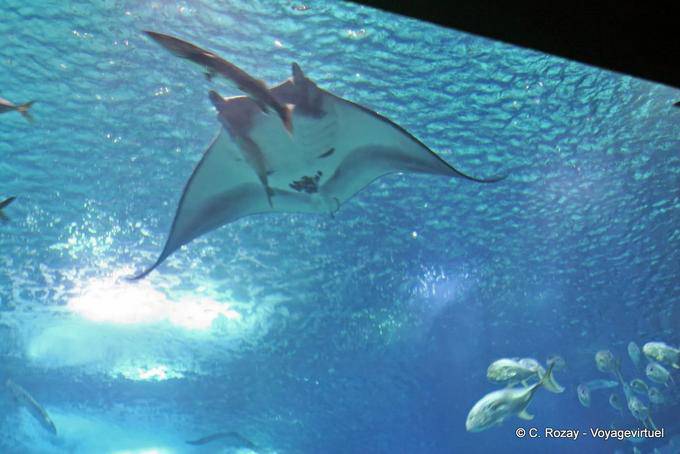 Uma arraia gigante, Oceanário, Lisboa - Portugal