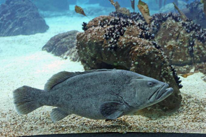 Uma garoupa, Oceanário, Lisboa - Portugal