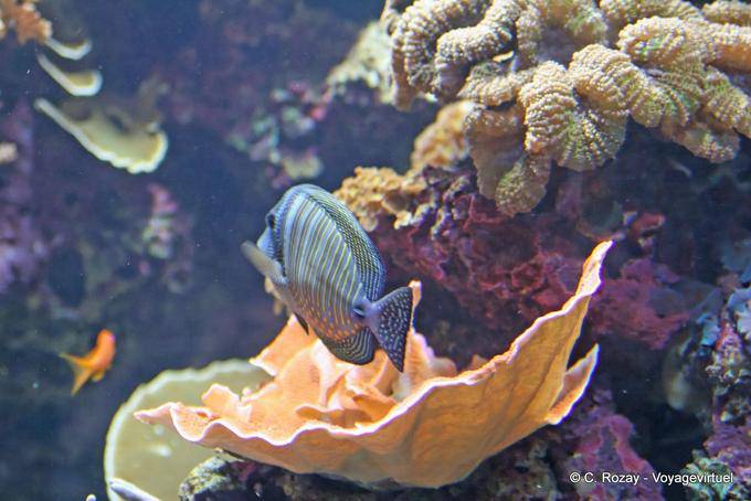 Acanthurus chirurgus, Oceanário, Lisboa - Portugal