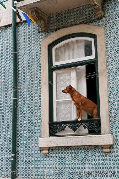 O cão na janela, Graça, Lisboa - Portugal