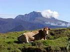 Uma vaca, de volta à Piton des Neiges, Ilha da Reunião.