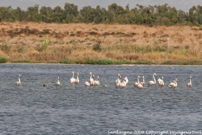 Arborea, flamingos cor de rosa na lagoa - Sardenha