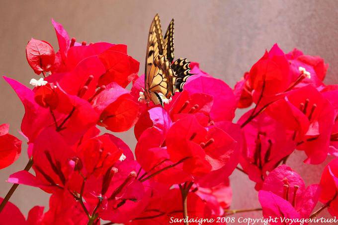 Monteleone Rocca Doria, flores e borboleta - Sardenha