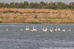 Arborea, flamingos cor de rosa na lagoa, Sardenha.