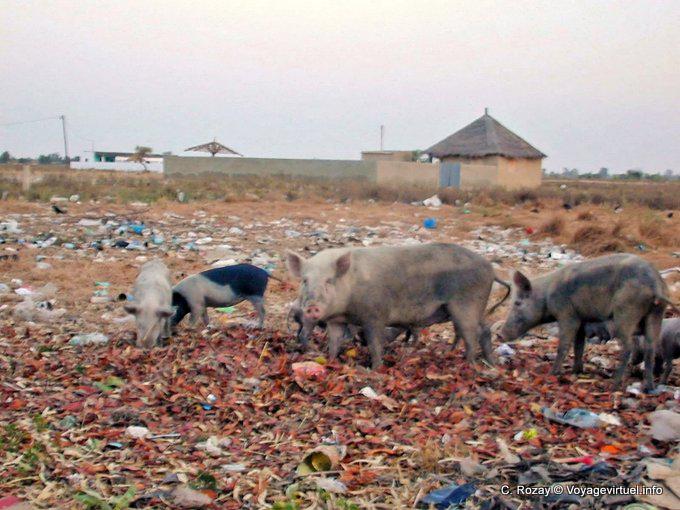 Manada de porcos no aterro, Foundiougne - Senegal
