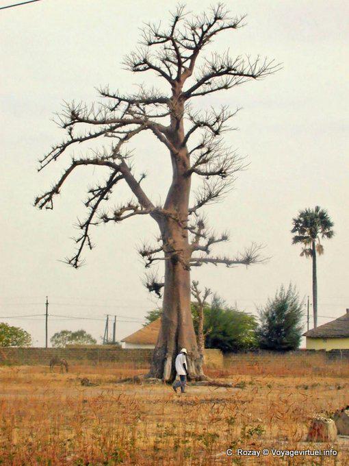 O homenzinho na frente do baobá - Senegal