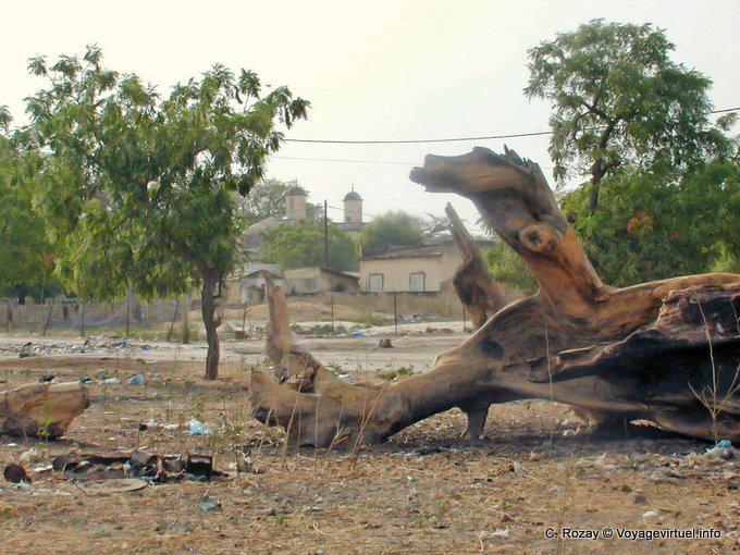 Cepo Foudiougne morte - Senegal