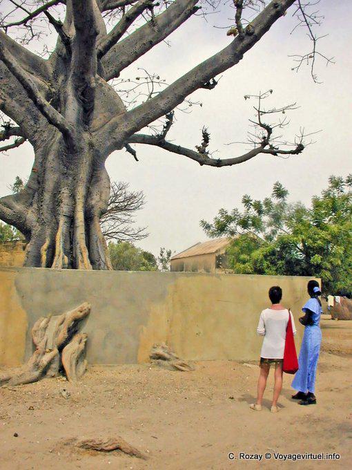 Na frente do baobá gigante Foudiougne - Senegal