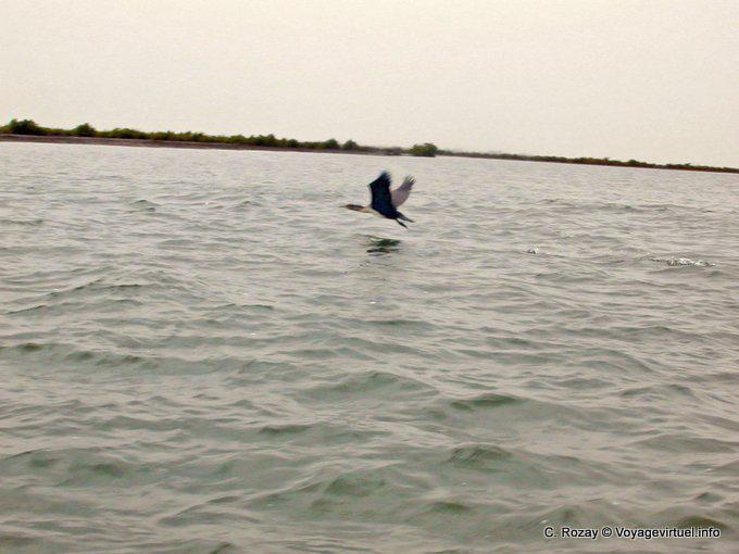 Senegal pássaro voando sobre o rio - Senegal