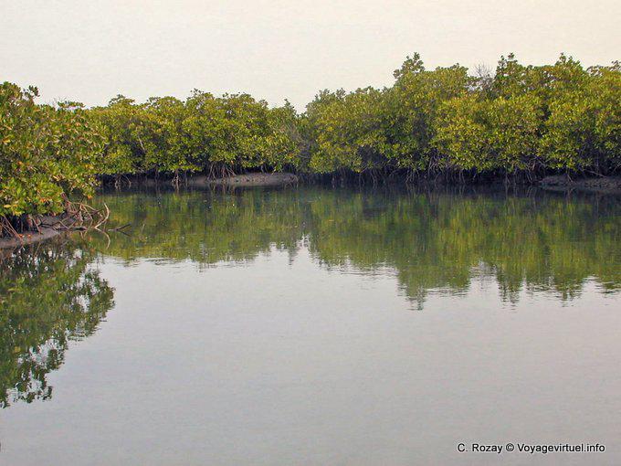 Em manguezais Saloum - Senegal