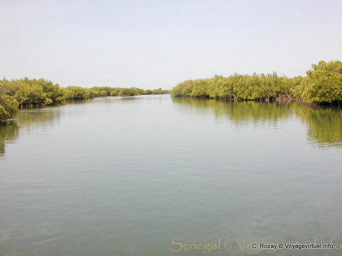 Os manguezais que cercam o braço rio - Senegal