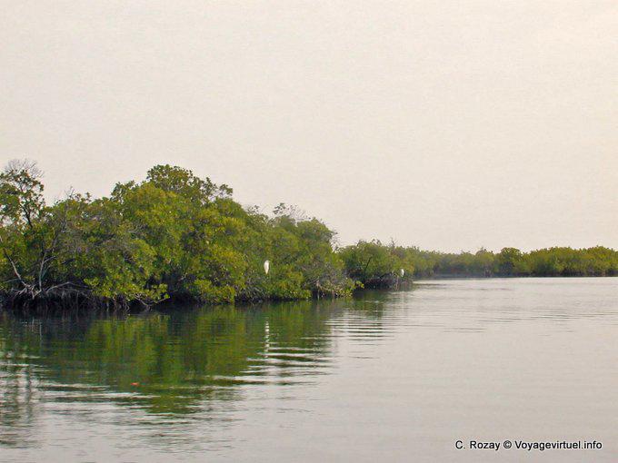 Pássaro branco na Saloum mangue - Senegal