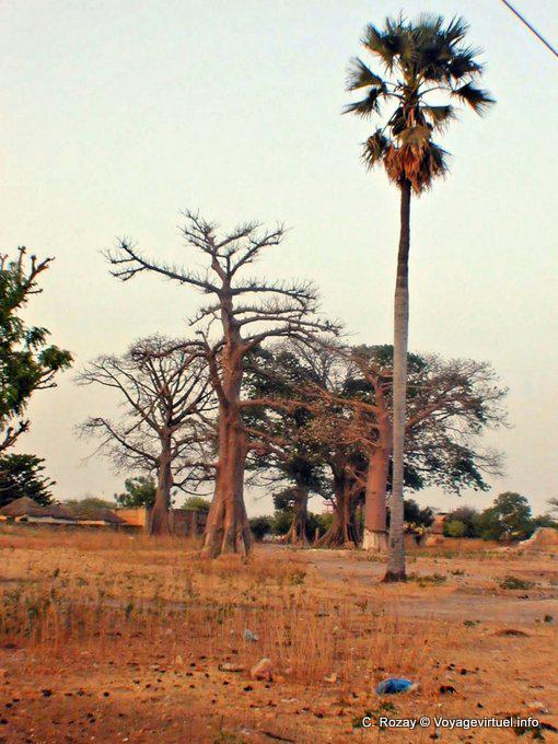 Foundiougne vegetação local - Senegal