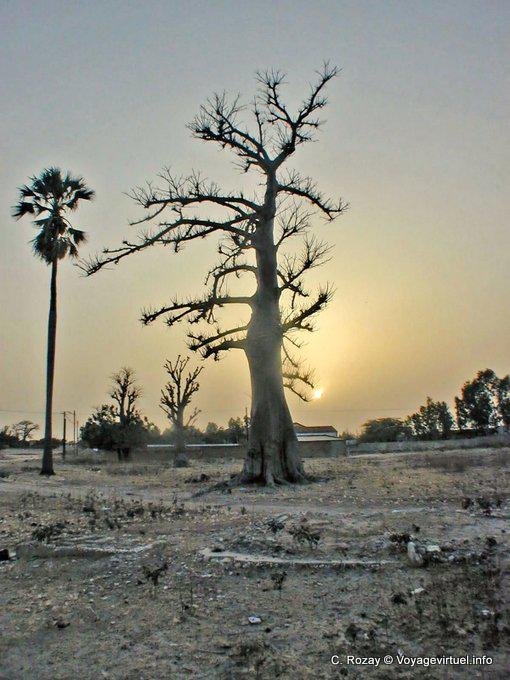 Silhueta das árvores no por do sol - Senegal