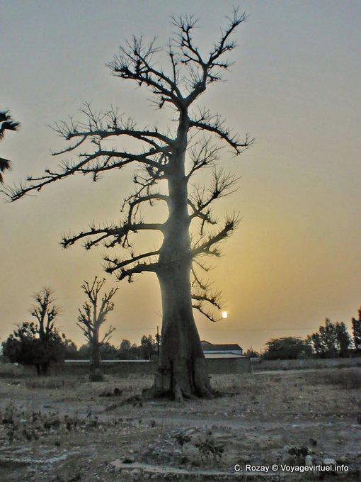 Baobab à luz da definição - Senegal