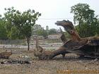 Cepo Foudiougne morte, Senegal.