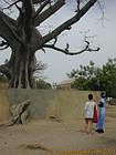 Na frente do baobá gigante Foudiougne, Senegal.