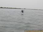 Senegal pássaro voando sobre o rio, Senegal.