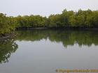 Em manguezais Saloum, Senegal.