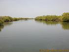Os manguezais que cercam o braço rio, Senegal.