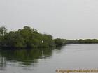 Pássaro branco na Saloum mangue, Senegal.