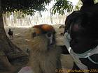 Cara-a-cara com uma criança e um macaco, Senegal.