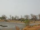 Árvores despojadas pelo inverno, Senegal.