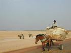 Carrinhos para retornar colheita, Sine Saloum-, Senegal.