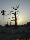 Silhueta das árvores no por do sol, Senegal.