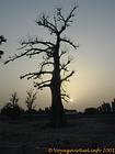 Baobab à luz da definição, Senegal.