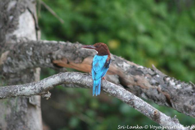White-throated kingfisher Beruwela - Ceilão Sri Lanca