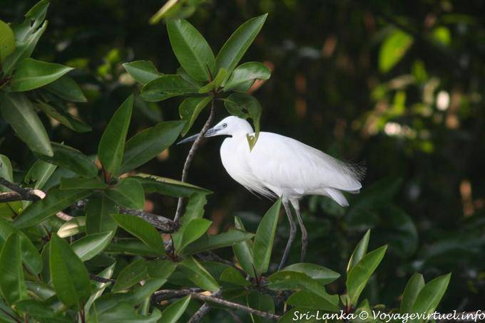Egret Beruwela - Ceilão Sri Lanca