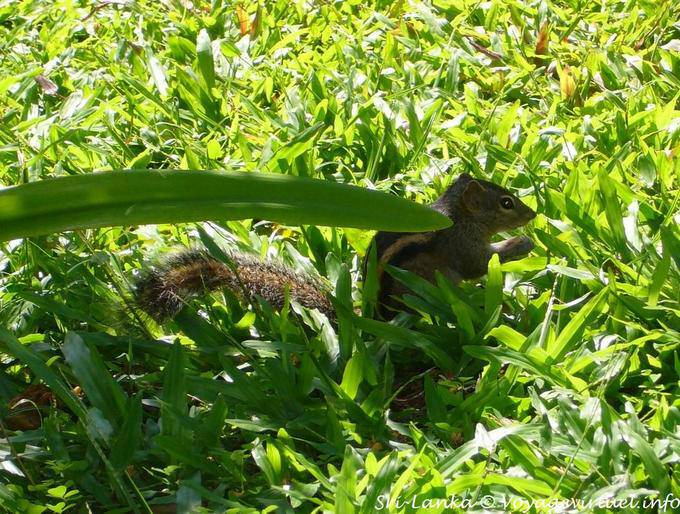 Esquilo na grama verde, Beruwela - Ceilão Sri Lanca