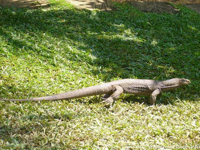 Varan (lagartos monitor) passeio, Beruwela - Ceilão Sri Lanca