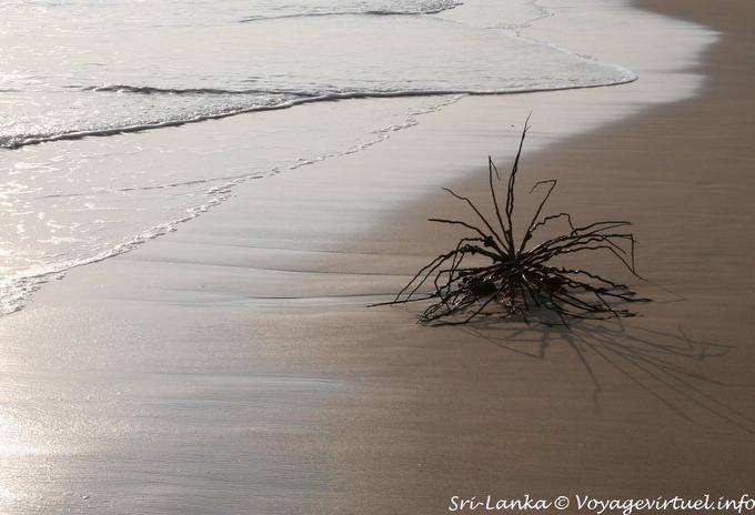 Na praia, abandonado ... Beruwela - Ceilão Sri Lanca