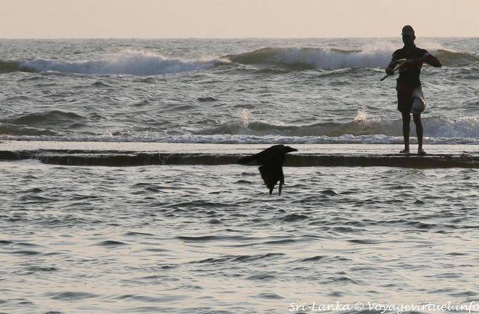 O corvo eo pescador, Beruwela - Ceilão Sri Lanca