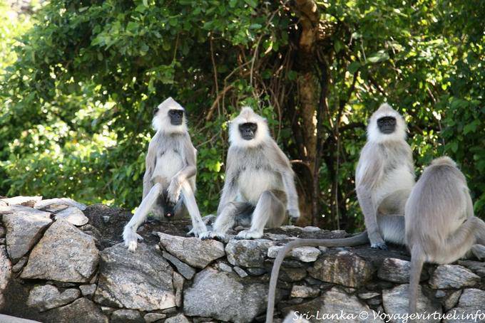 Macacos turistas à espera fora do Hotel Heritance Kandalama, Dambulla - Ceilão Sri Lanca