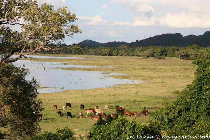 À beira do lago rebanho, Kandalama - Ceilão Sri Lanca