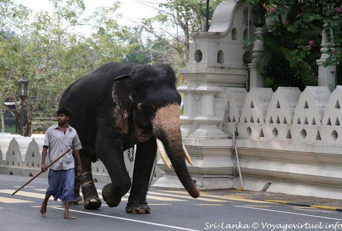Elefante e seu mahout, mais tarde participando do festival do Perahera, Kandy - Ceilão Sri Lanca
