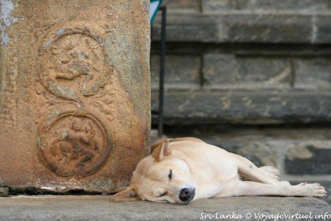 Cão dormir no santuário, Gadaladeniya Temple, Kandy - Ceilão Sri Lanca